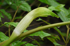 Arisaema tortuosum